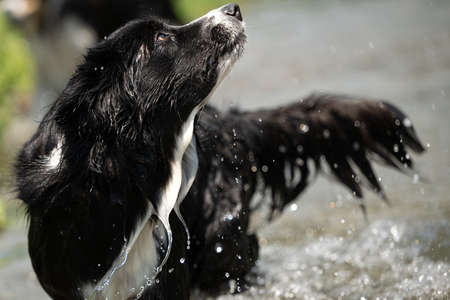 funny dog in the low water in the lake - border collieの写真素材