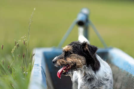 cute little jack russell terrier dog is on a hot summer day in a kneipp treading pool in natureの写真素材