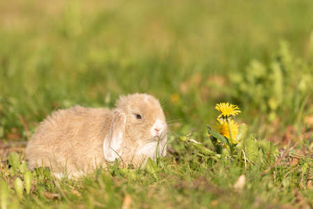 Beauty baby rabbit outside in gardenの写真素材