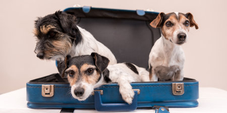 Vacation with several dogs - Jack Russell Terrier. Ready for the tripの写真素材