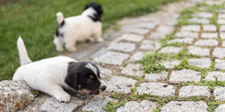 Puppy 4 weeks old playing together. Group of purebred very small Jack Russell Terrier baby dogsの写真素材