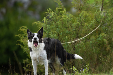Border Collie dog leashed on a tree. Maybe the dog was also abandoned and leftの写真素材