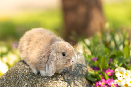 Beauty baby rabbit outside in garden
