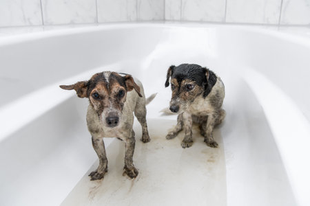 Two little dirty crazy jack russell terrier dogs are unhappy in the bathtub waitingの写真素材