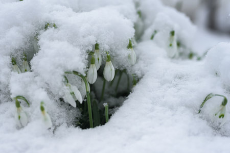 Snowdrops in deep snow. Latin name Leucojum vernumの写真素材