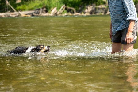 Border collie. European dog owner is playing in water with his obedient dogの写真素材