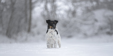 A beautiful Jack Russell Terrier dog is standing in front of a blurred snowy forest in the season winterの写真素材
