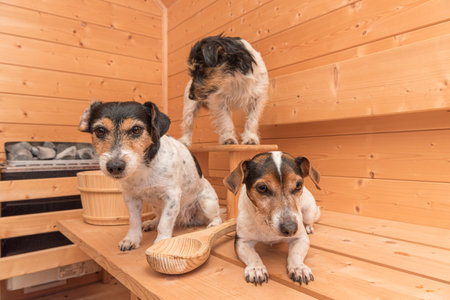 A group of cute little Jack Russell Terrier dogs in the wooden spruce saunaの写真素材