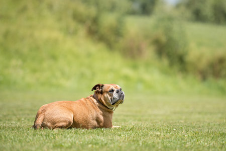 Obedient Continental Bulldog dog is lying in a green meadow and is concentratedの写真素材