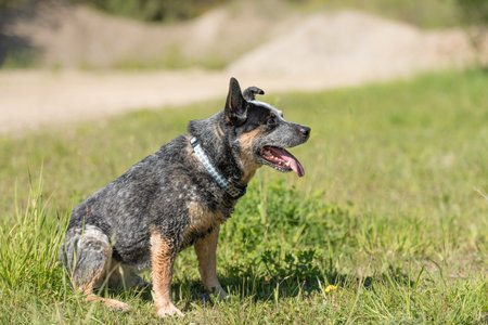 Friendly old Australian cattle dog is sitting in a meadow.の写真素材