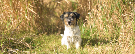 small handsome tricolor rough haired jack russell terrier dog in an autumnal environmentの写真素材