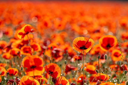 A red radiant poppy field in the early morning covered with dewの写真素材