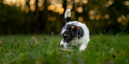 Jack Russell Terrier puppy dog is searching a trail in autumn at sunrise - 9 weeks oldの写真素材