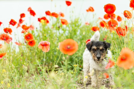 Cute small Jack Russell Terrier dog in a beautiful blooming poppy meadow in summerの写真素材
