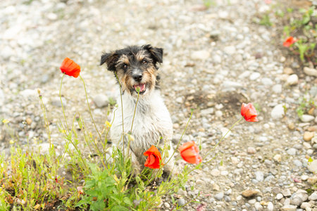 Small Jack Russell Terrier dog in a blooming poppy fieldの写真素材