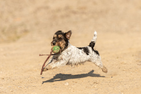small active terrier dog engages in outdoor activities: running, jumping, fetching, and carrying a ballの写真素材