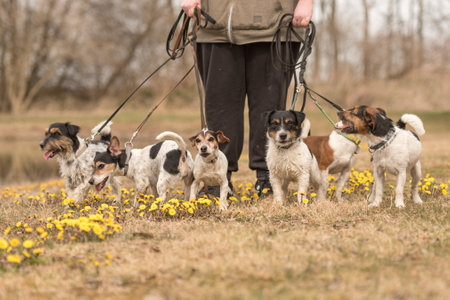 pack Jack Russell Terrier. Dog sitter is walking with many dogs on a leash in the beautiful nature in the season springの写真素材