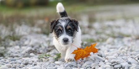 A nine week old Jack Russell Terrier doggy dog is engaged with a maple leaf in the autumn season outdoors in natureの写真素材