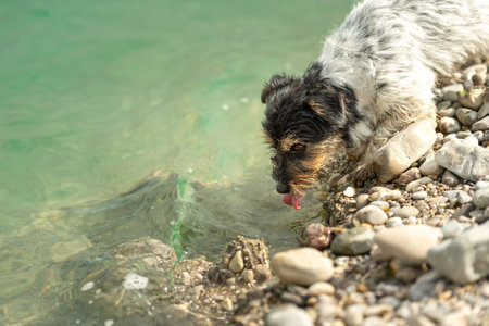 Small jack russell terrier dog at the lake shore - enjoying the beautiful nature by the lake with greenish-blue waterの写真素材