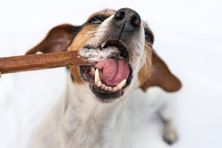Cute little dog eats and chews with enjoyment. Doggie isolated against white backgroundの写真素材