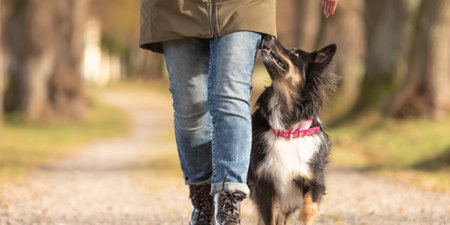A good motivated attentive Australian shepherd dog works together with his owner.の写真素材
