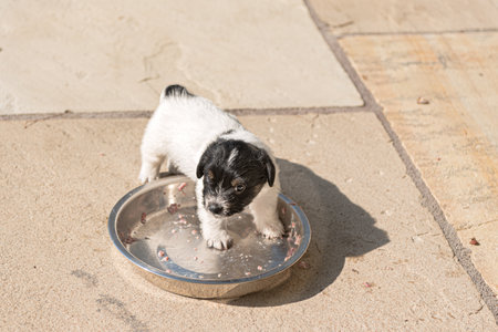 4.5 week old puppy dogs eating meat mush from metal bowlの写真素材