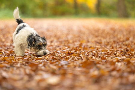 Cut tricolor little one year young Jack Russell Terrier dog is following a trail outdoors in autumnの写真素材