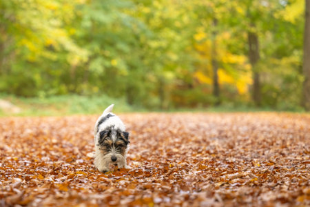 Cut tricolor little one year young Jack Russell Terrier dog is following a trail outdoors in autumn