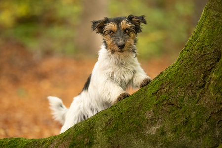 Little old funny Jack Russell Terrier dog is standing in a sunnyの写真素材
