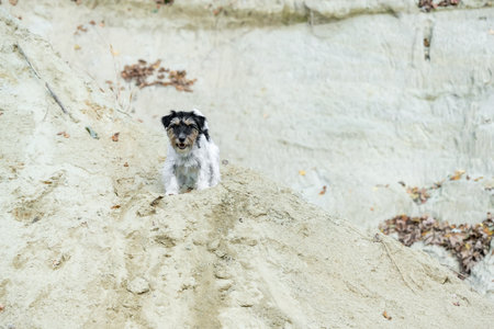 Cute small Jack Russell Terrier dog in a sand pitの写真素材