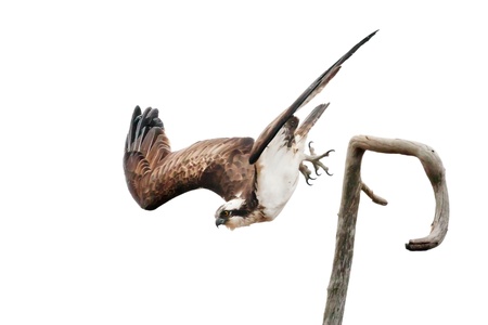 Osprey spreading its wings while diving from a branchの写真素材