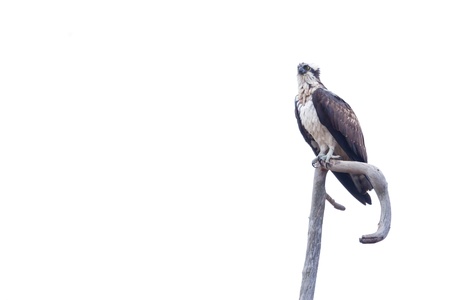 Osprey sitting on a branch against white backgroundの写真素材