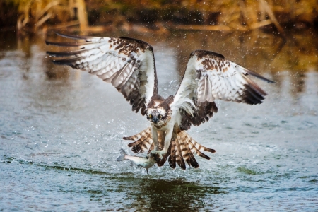 Osprey catching a fishの写真素材