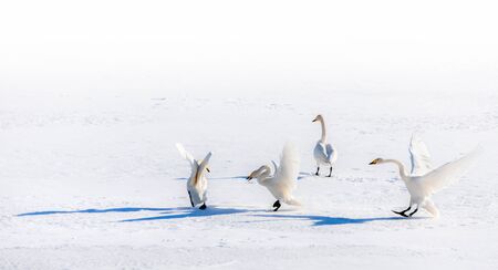 Four fighting swans in snow on a sunny dayの写真素材