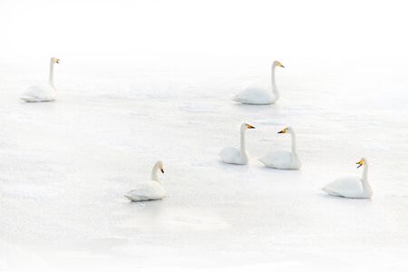 Six swans on a frozen lake in winterの写真素材