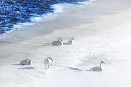 Five swans in snow at waterの写真素材