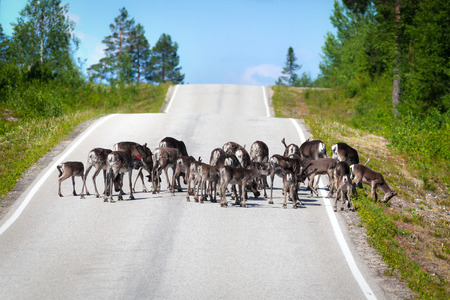 Herd of reindeer in the middle of an empty country road in Finlandの写真素材