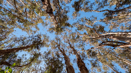 Bats in tree tops in Centennial Park in Sydneyの写真素材