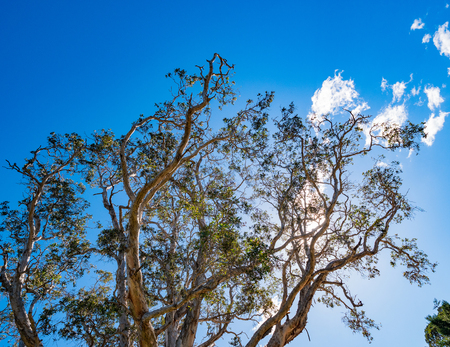 The top of a tall eucalyptus tree against blue skyの写真素材
