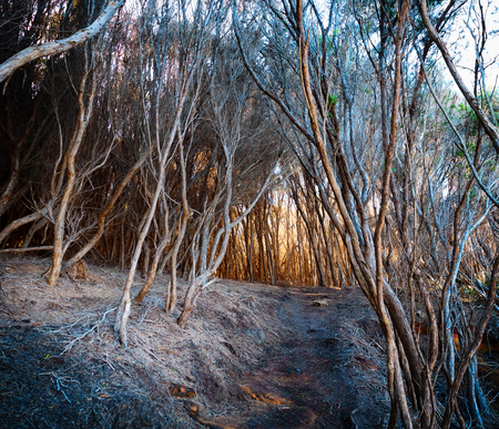 Path through a tunnel made by dry trees towards orange lightの写真素材
