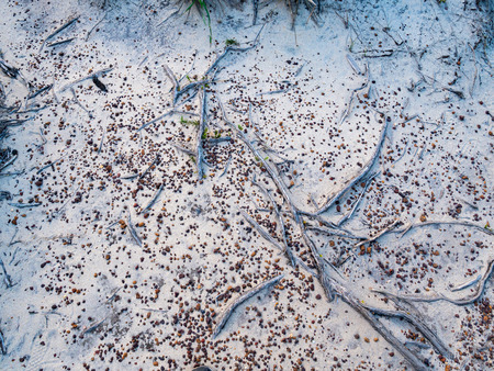 Small orange pebbles and grey tree roots on white sandの写真素材