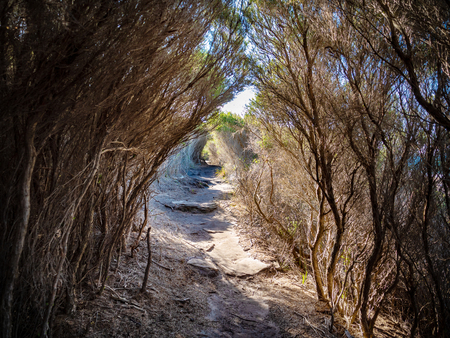 Path through a tree tunnel in Royal National Park in Sydneyの写真素材