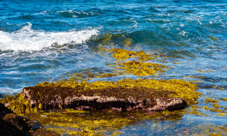 Yellow-green seaweed on a rock with clear blue water aroundの写真素材