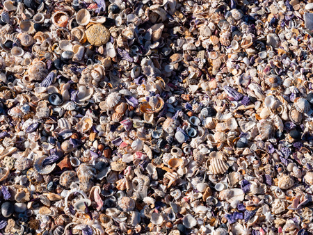 Closeup of colorful seashells on a beachの写真素材