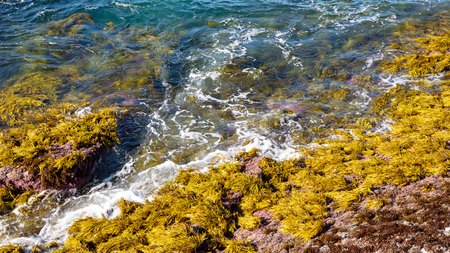 Yellow-green seaweed and clear water on a rocky beachの写真素材