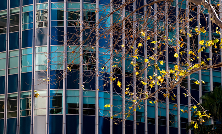 Dry branches and yellow leaves with blue windows of a business building in the backgroundの写真素材