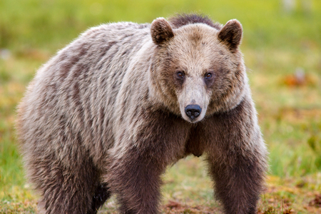 Big brown bear looking towards the viewerの写真素材