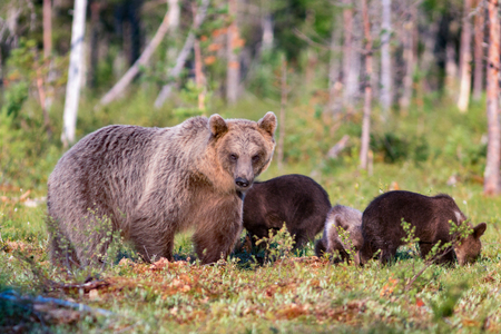 Brown bear and three cubs in summer forestの写真素材