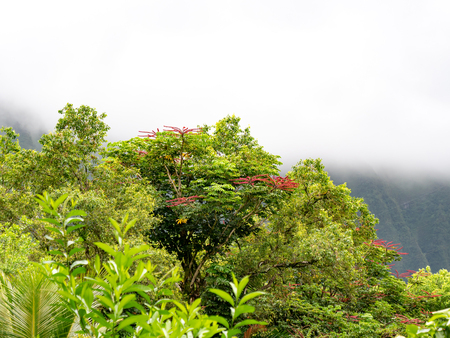 Lush green trees with red flowers and foggy mountains in the backgroundの写真素材