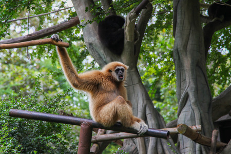 Lar Gibbon sit down in a zooの写真素材